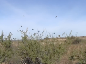 go Texas Bird hunting